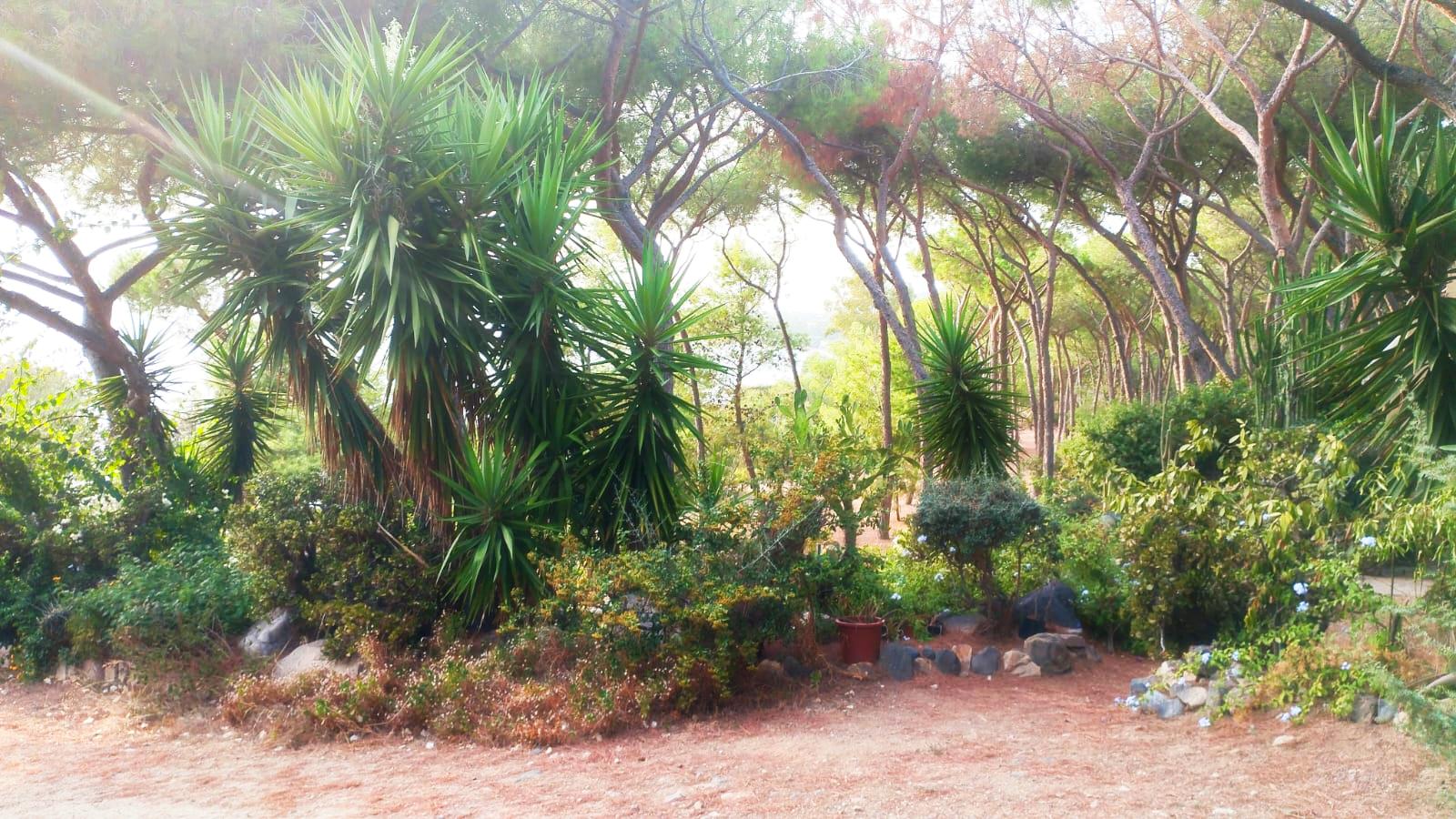 Giardino con palme e pini