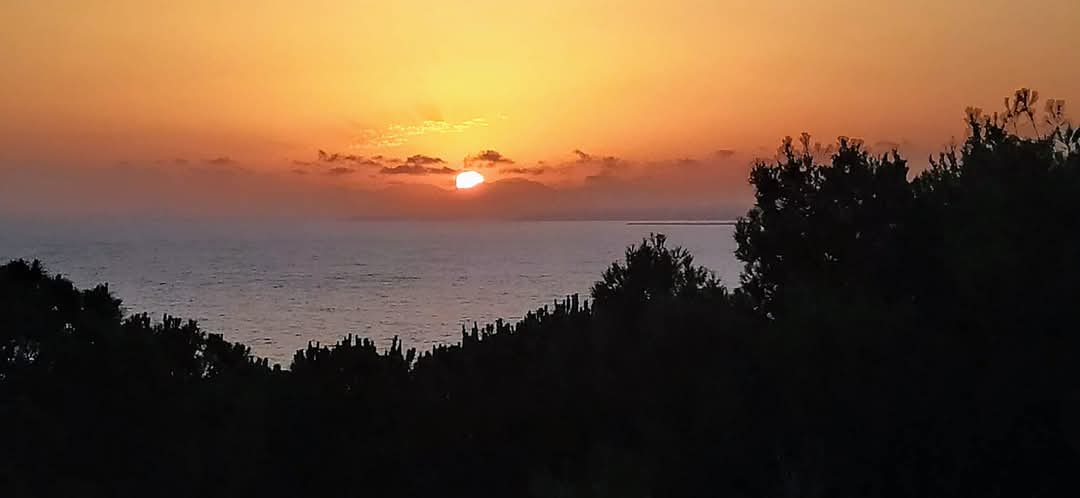 Tramonto sul mare tra gli alberi